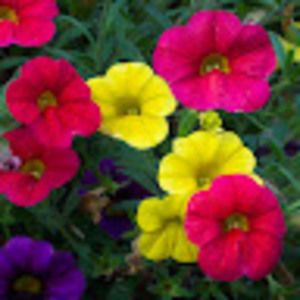 Meet your Posher, Joyce